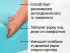 Основа Foam Support в матрасе Premium Foam Константа Основа Foam Support в матрасе Premium Foam Константа